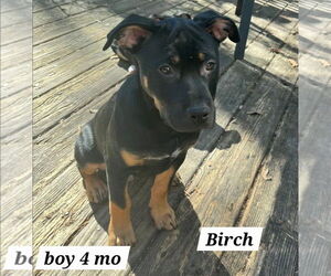 Shepweiller Dogs for adoption in Chester, VA, USA