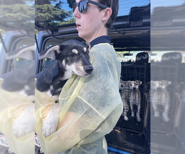 Medium Photo #1 Labrador Retriever Puppy For Sale in Stockton, CA, USA