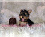 Small #22 Yorkshire Terrier