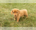 Small #1 Dachshund