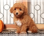 Small #2 Cavapoo