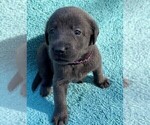 Small Photo #10 Labrador Retriever Puppy For Sale in HOLLY SPRINGS, NC, USA