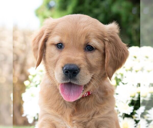 Medium Photo #1 Golden Retriever Puppy For Sale in NEWPORT, PA, USA