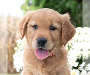 Golden Retriever Puppy for sale in NEWPORT, PA, USA