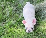 Puppy Winny French Bulldog