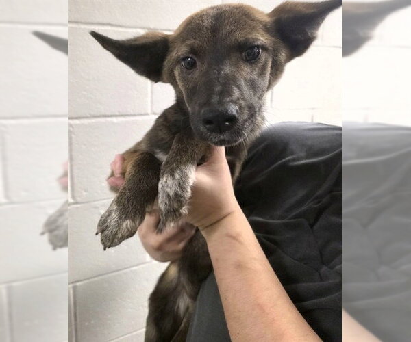 Medium Photo #1 German Shepherd Dog-Unknown Mix Puppy For Sale in Conroe, TX, USA