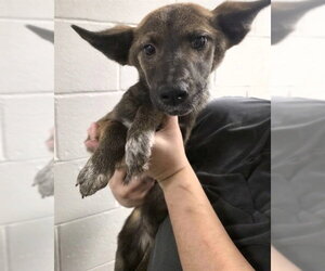 German Shepherd Dog-Unknown Mix Dogs for adoption in Conroe, TX, USA