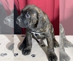 Small Photo #4 Cane Corso Puppy For Sale in COTTAGE GROVE, OR, USA