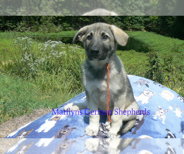 Medium Photo #5 German Shepherd Dog Puppy For Sale in PIEDMONT, MO, USA