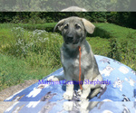 Small #4 German Shepherd Dog