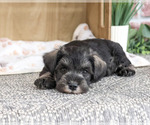 Small #3 Schnauzer (Miniature)