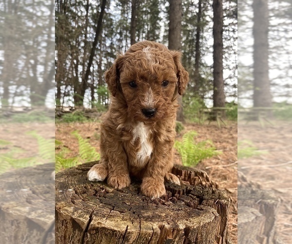 Medium Photo #3 Poodle (Miniature) Puppy For Sale in RUDD, IA, USA