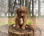 Small #2 Poodle (Miniature)