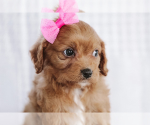 Cavapoo Puppy for sale in ELKTON, KY, USA