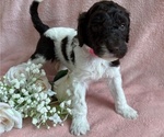Puppy Lady Poodle (Standard)