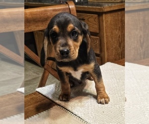 Beagle Puppy for sale in BUFFALO, MO, USA