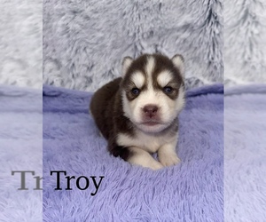 Siberian Husky Puppy for sale in SANDY HOOK, KY, USA