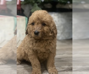 Goldendoodle Puppy for sale in SPRINGVILLE, CA, USA