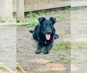 Australian Shepherd-Unknown Mix Dogs for adoption in San Antonio, TX, USA