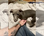 Small Photo #3 Italian Greyhound Puppy For Sale in OREANA, IL, USA