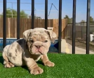 English Bulldog Puppy for sale in BEVERLY HILLS, CA, USA