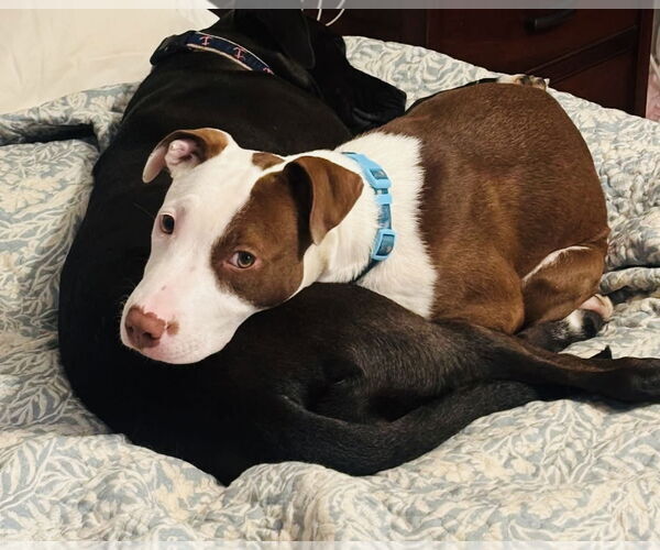 Medium Photo #3 American Pit Bull Terrier-Unknown Mix Puppy For Sale in Germantown, OH, USA