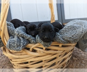 Labrador Retriever Puppy for sale in BRIGGSDALE, CO, USA