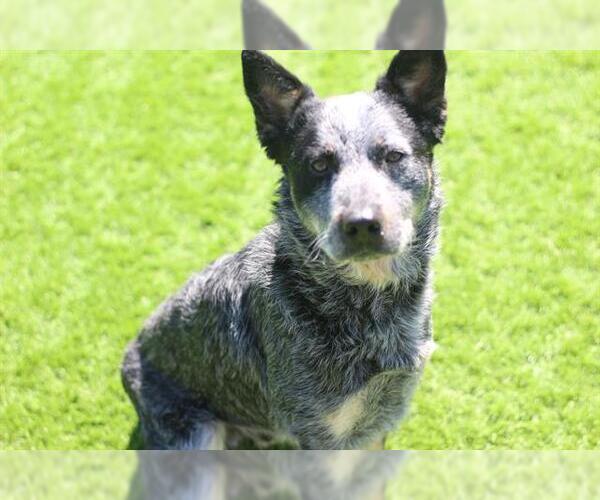 Medium Photo #1 Mutt Puppy For Sale in Grand Prairie, TX, USA