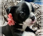 Puppy Puppy 3 Boston Terrier