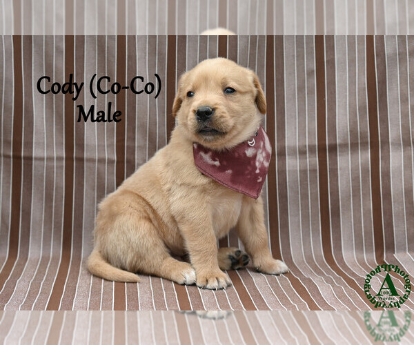Medium Photo #27 Golden Labrador Puppy For Sale in BRIDGEWATER, VA, USA
