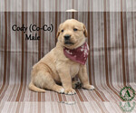 Small #2 Golden Labrador
