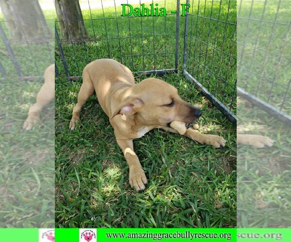 Medium Photo #13 Australian Shepherd-Beagle Mix Puppy For Sale in Pensacola, FL, USA