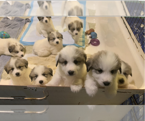 Medium Photo #1 Great Pyrenees Puppy For Sale in CINCINNATI, OH, USA