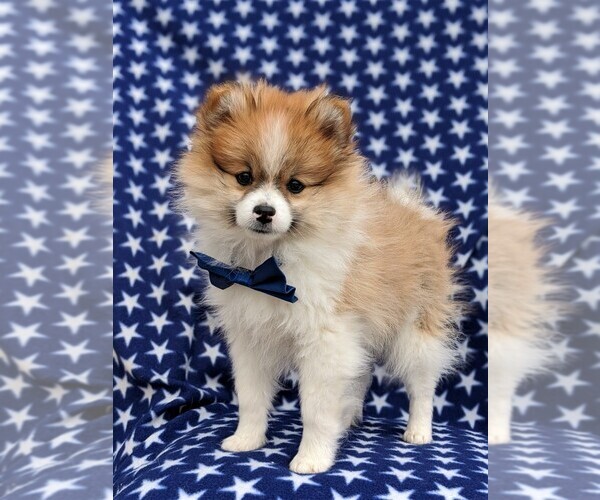 Medium Photo #6 Pomeranian Puppy For Sale in LINCOLN UNIV, PA, USA