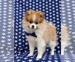 Small Photo #6 Pomeranian Puppy For Sale in LINCOLN UNIV, PA, USA