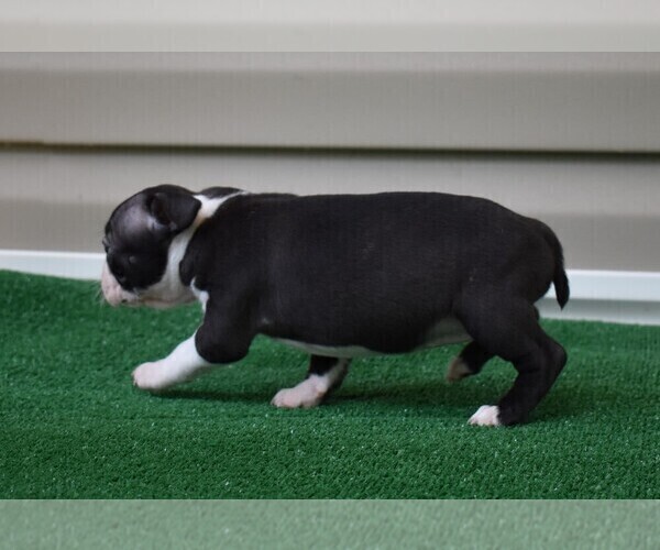 Medium Photo #4 Boston Terrier Puppy For Sale in MACON, GA, USA