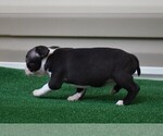 Small Photo #4 Boston Terrier Puppy For Sale in MACON, GA, USA