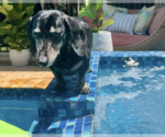 Small #1 Dachshund