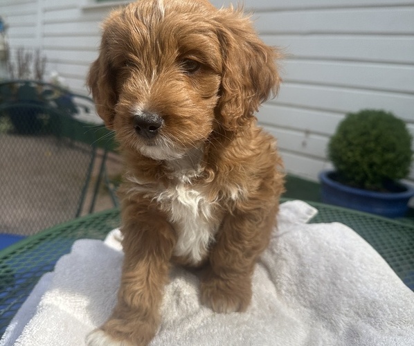 Medium Photo #3 Double Doodle Puppy For Sale in SAN JOSE, CA, USA