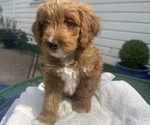 Nesso - Male Double Doodle Puppy for Sale - Photo #3