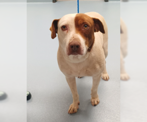 Mutt Dogs for adoption in Sheboygan, WI, USA