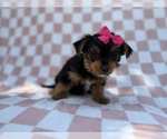 Small #6 Yorkshire Terrier