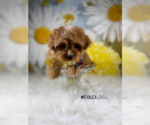 Small Photo #4 Cavapoo Puppy For Sale in RIPLEY, MS, USA