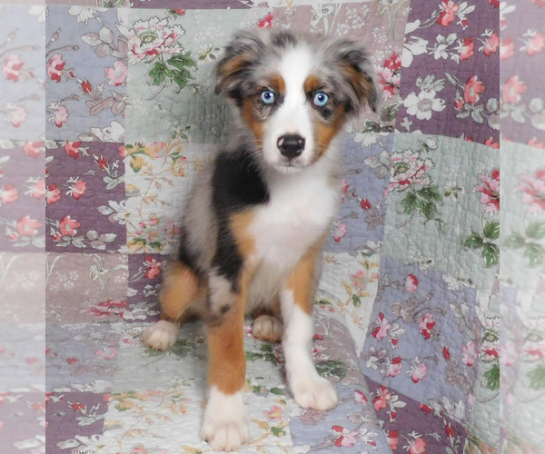 Medium Photo #2 Miniature Australian Shepherd Puppy For Sale in HARRISON, OH, USA