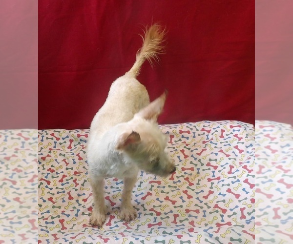 Medium Photo #4 Morkie Puppy For Sale in PATERSON, NJ, USA