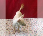 Small #3 Morkie