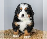 Small #3 Bernese Mountain Dog