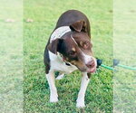 Mitzi - Female American Staffordshire Terrier-Unknown Mix Dog for Adoption - Small photo