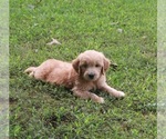 Small Photo #4 Goldendoodle Puppy For Sale in BRIGHTON, MO, USA