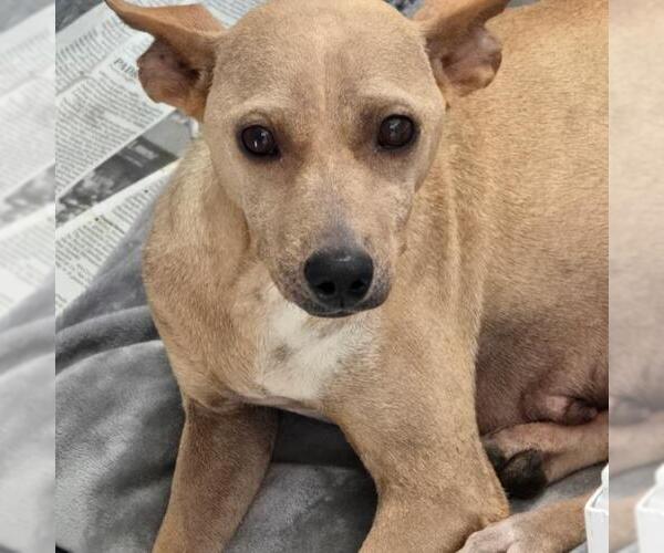 Medium Photo #3 Chihuahua-Whippet Mix Puppy For Sale in San Diego, CA, USA